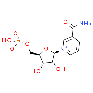 β-煙酰胺單核苷酸；NMN